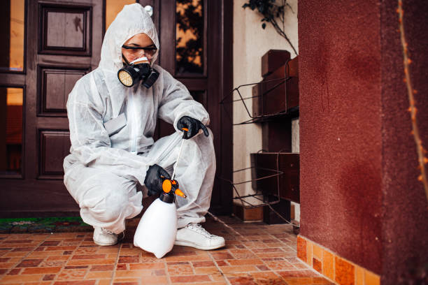 Reliable Wasp Removal contractor in Petersburg, IL by Show Me Pest Control